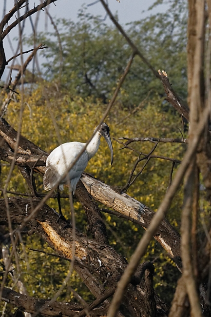 Keoladeo national park-136